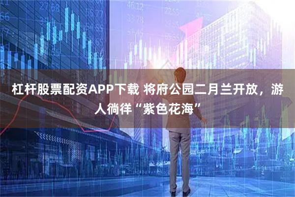 杠杆股票配资APP下载 将府公园二月兰开放，游人徜徉“紫色花海”
